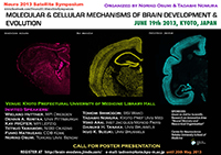 Molecular and cellular mechanisms of brain development and evolution